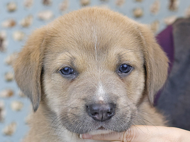 chinook puppy